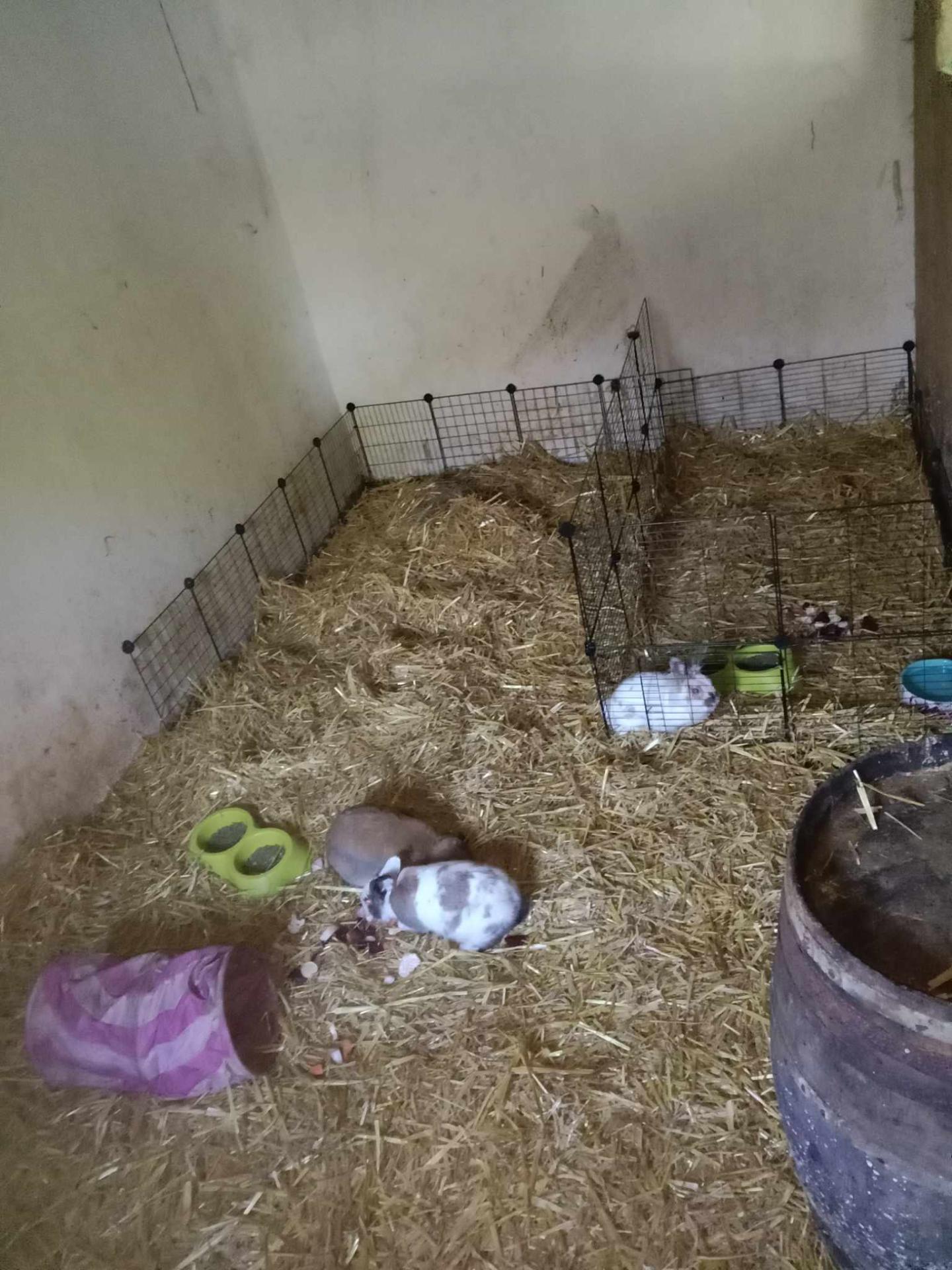 Enclos lapin 2