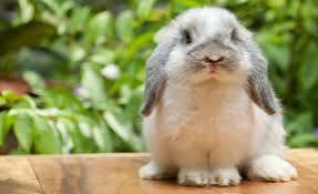 Lapin 2